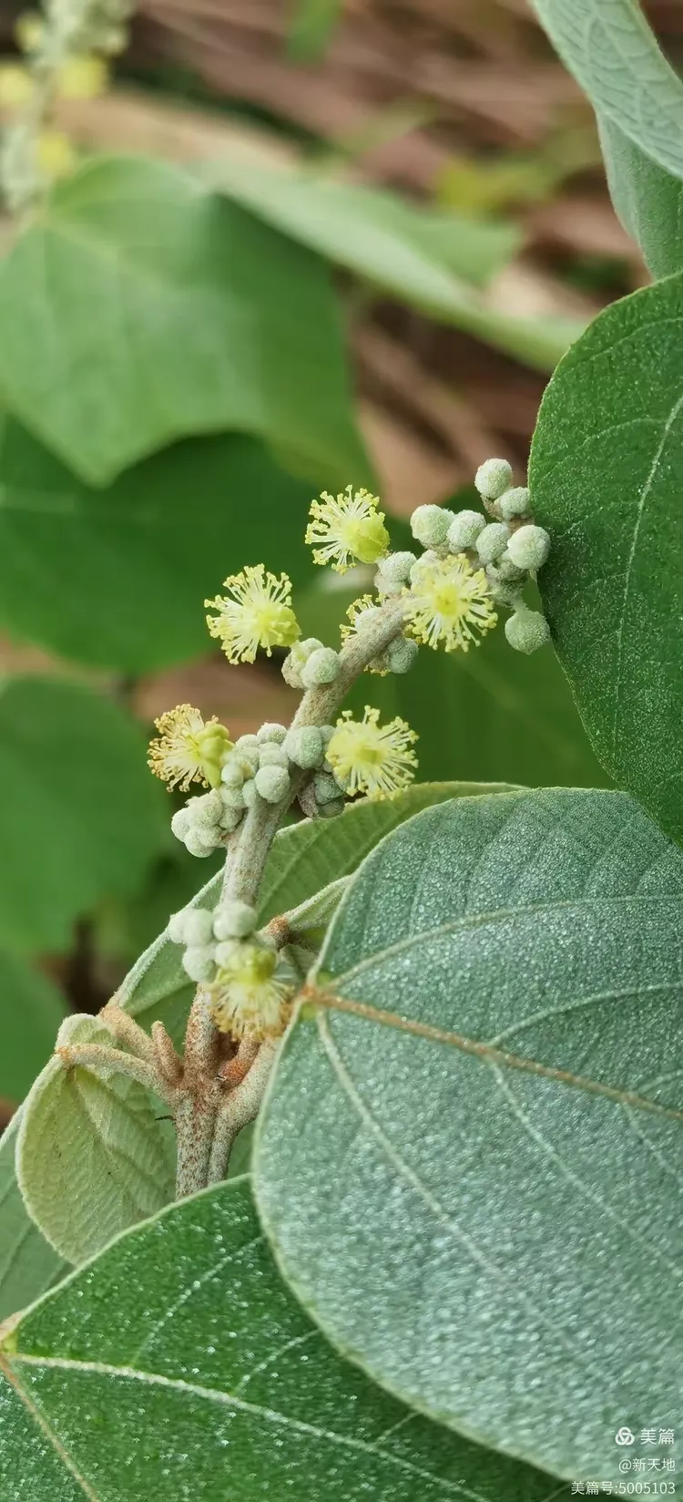 植物观赏 白背叶